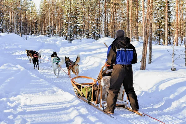 ラッピ州の男乗馬ハスキー犬そり — ストック写真