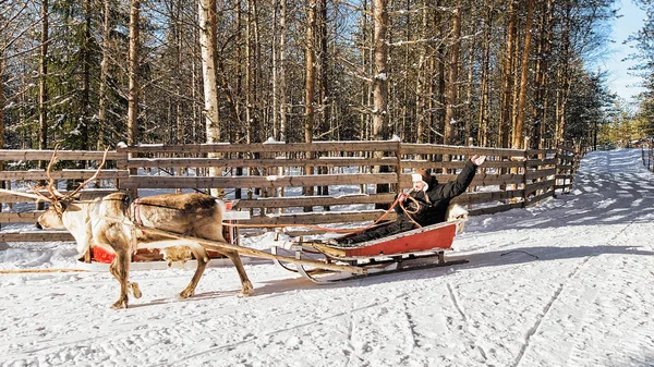 El hombre mientras los renos paseo en trineo en invierno Rovaniemi —  Fotos de Stock