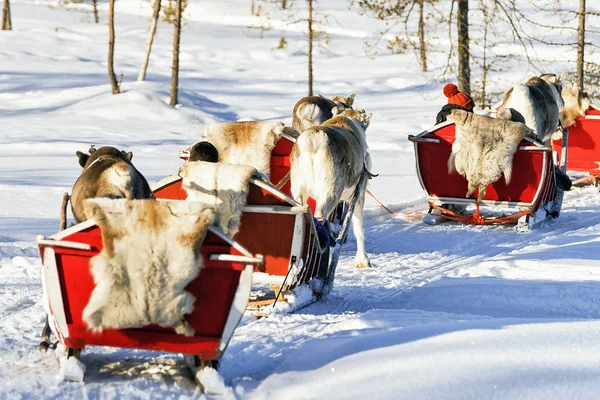 Gente en Reno caravana de trineo en el bosque de invierno en Rovaniemi —  Fotos de Stock