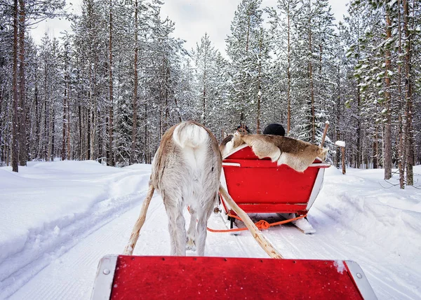 Mensen op rendieren caravan safari in winter bos in Rovaniemi — Stockfoto