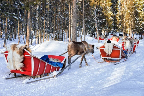 Lidé na sobí sáně karavan v zimě Rovaniemi lese — Stock fotografie