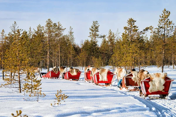 Le persone alla Renna carovana slitta nella foresta invernale a Rovaniemi — Foto Stock