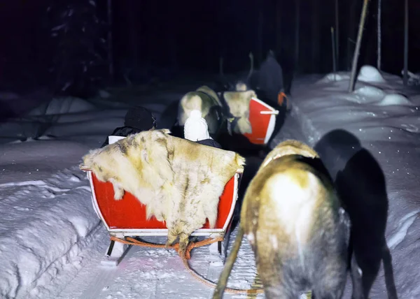 Ludzi w renifer sanki o nocne safari Laponia Fińska — Zdjęcie stockowe