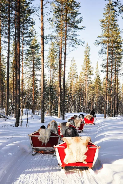 Lidé v sobí sáně karavan safari v lese finské Lapla — Stock fotografie