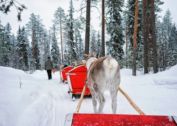 Le persone in Renna carovana slitta in inverno foresta Rovaniemi — Foto Stock