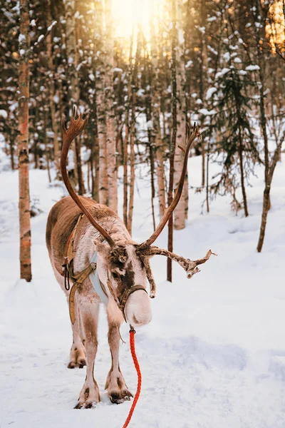 핀란드 라플란드에 겨울 숲에서 순 록 — 스톡 사진