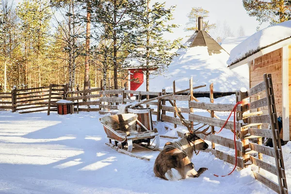 겨울에는 사슴 농장 라플란드 — 스톡 사진