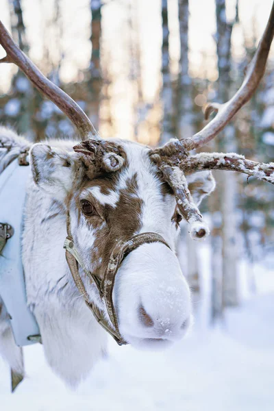 Renos en el bosque de invierno en Laponia Finlandia —  Fotos de Stock