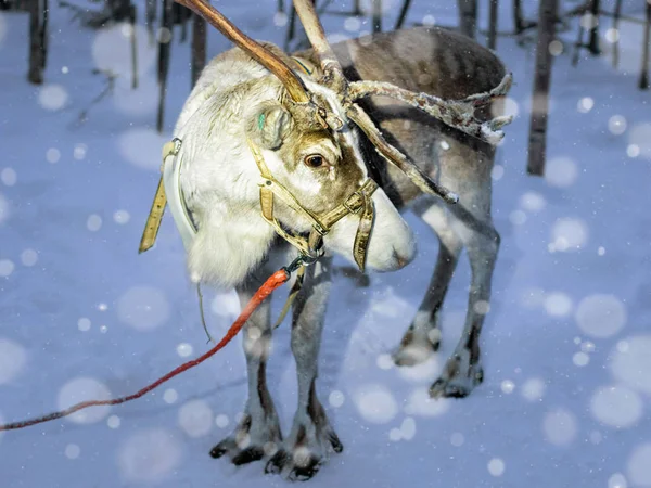 Reindeer in farm in Lapland Finland evening snowfall — Stock Photo, Image