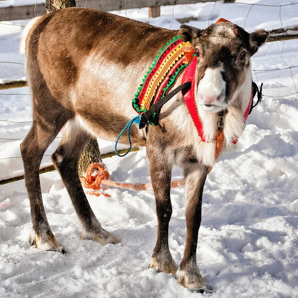 Rena na fazenda no inverno Lapônia finlandesa — Fotografia de Stock