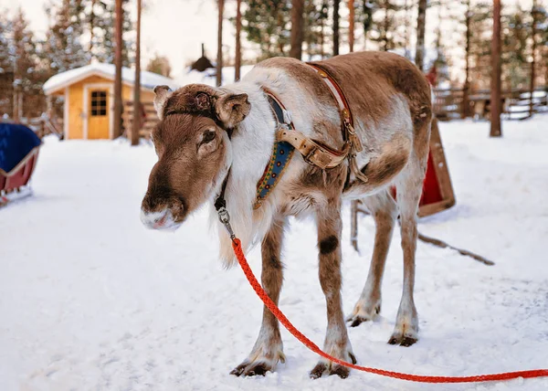 Renna in fattoria in inverno Lapponia Finlandia — Foto Stock