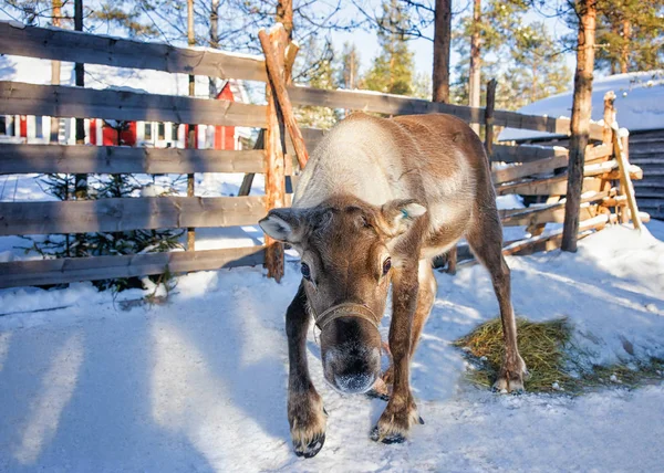 Renos en granja de invierno Finlandia —  Fotos de Stock