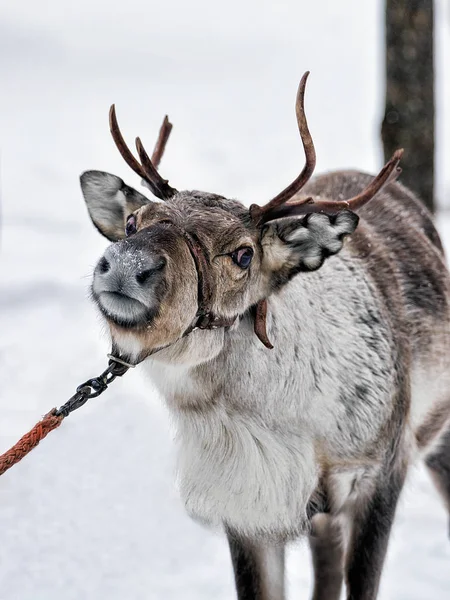 Renos en granja de invierno en Finlandia — Foto de Stock