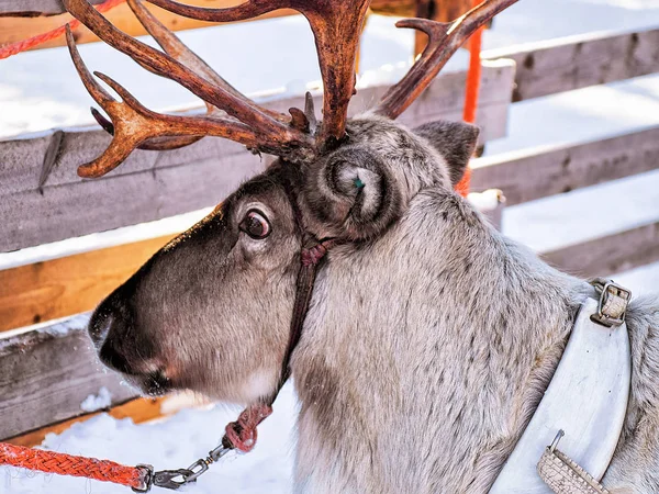 Reindeer in winter farm in Lapland Finland — Stock Photo, Image