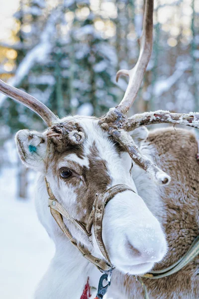 Renos en el bosque de invierno en Laponia Finlandia —  Fotos de Stock