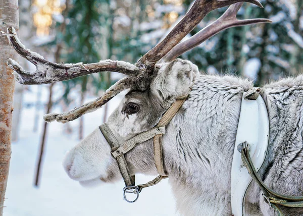 Rentiere im Winterwald im finnischen Lappland — Stockfoto
