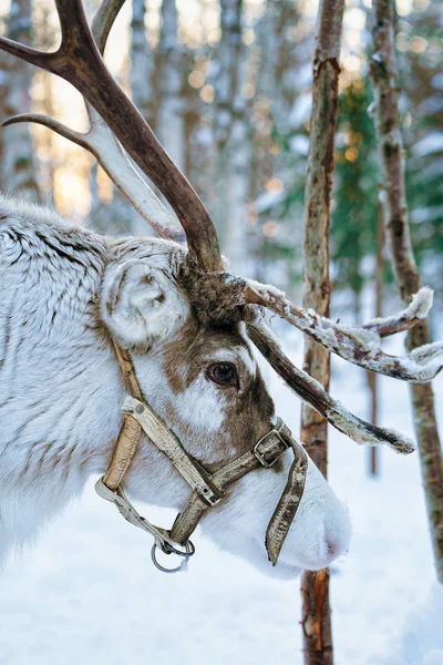 Renos en el bosque de invierno en Laponia Finlandia —  Fotos de Stock