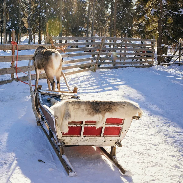 Sobí sáně v zimě Rovaniemi — Stock fotografie