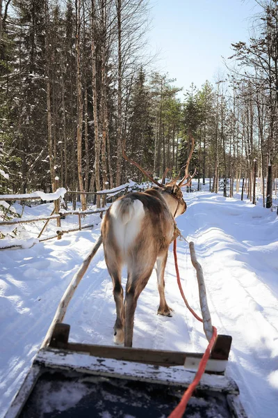 Carrera de trineo de renos Laponia Finlandia —  Fotos de Stock