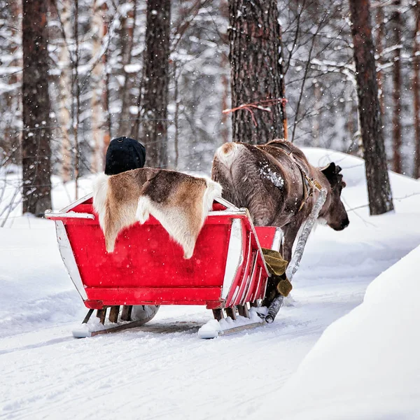 Slitta di renne in inverno Rovaniemi Lapponia finlandese — Foto Stock