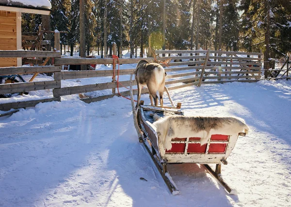 Luge de rennes en hiver Rovaniemi — Photo