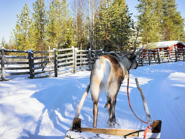 Renna corsa slittino in Lapponia Finlandia — Foto Stock