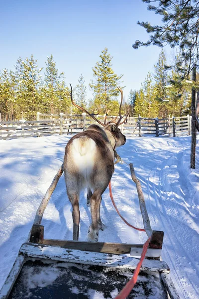 Rentierschlittenrennen in Lappland Finnland — Stockfoto