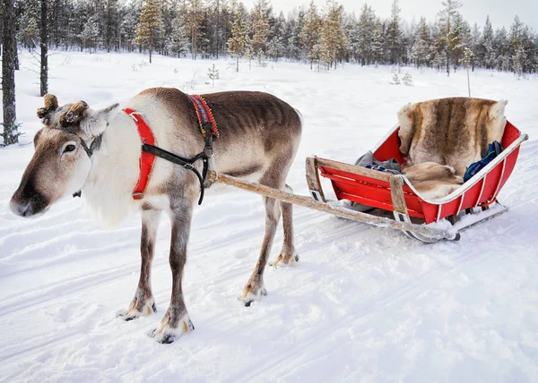 Rendieren zonder hoorn op de boerderij van de winter in Fins Lapland — Stockfoto