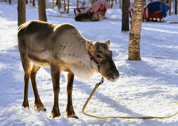 Reindeer without horns at farm in winter Lapland Finland — Stock Photo, Image