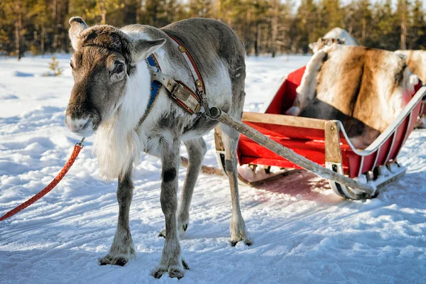 Renos sin cuernos en granja de invierno en Laponia finlandesa —  Fotos de Stock
