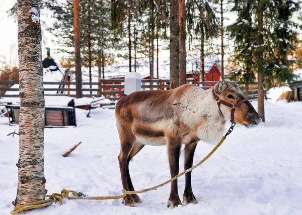 Renos sin cuernos en la granja en invierno Laponia Finlandia —  Fotos de Stock