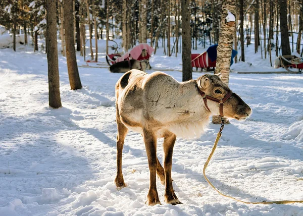 Renifery bez rogi w farmie w zimowych Laponia Fińska — Zdjęcie stockowe