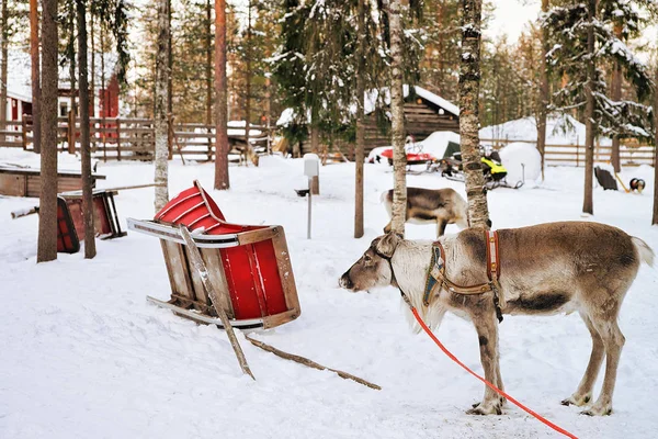 Renifery bez rogi w sanki zimą fińskiej Laponii — Zdjęcie stockowe
