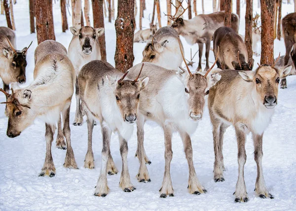 Renas na fazenda de inverno na Lapônia Finlândia — Fotografia de Stock