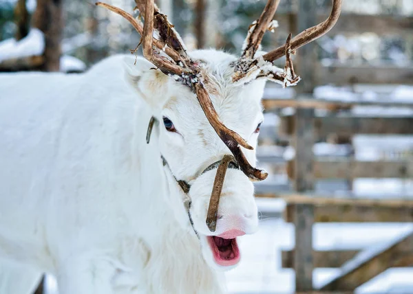 Le renne blanc dans la ferme en hiver Laponie Finlande — Photo
