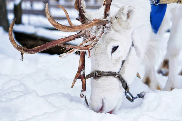 Renas brancas na fazenda de inverno na Lapônia Finlândia — Fotografia de Stock