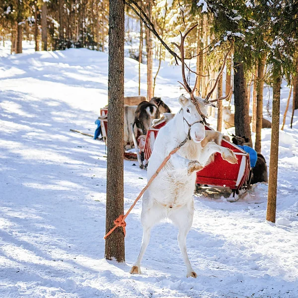 Renna bianca che salta alla fattoria invernale in Lapponia Finlandia — Foto Stock