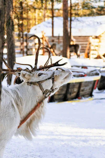 Biały reniferów w farmie zimowych Laponia Fińska — Zdjęcie stockowe