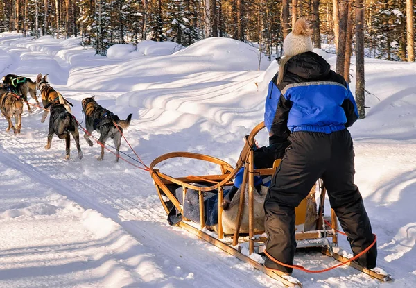 Woman riding husky sledge in Lapland in Finland — Stock Photo, Image
