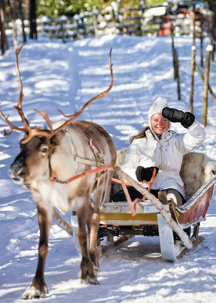 Žena přitom sobí sáně jízda v zimě Rovaniemi — Stock fotografie