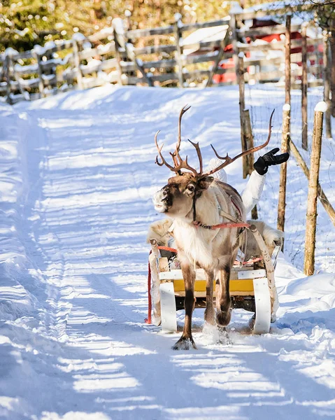 Mujer mientras los renos pasean en trineo en invierno Rovaniemi —  Fotos de Stock