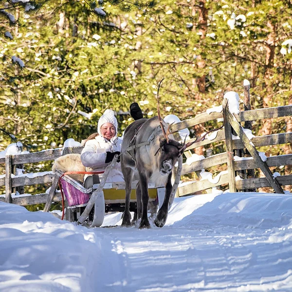 Žena, zatímco sobí sáně jízda v zimě Rovaniemi — Stock fotografie