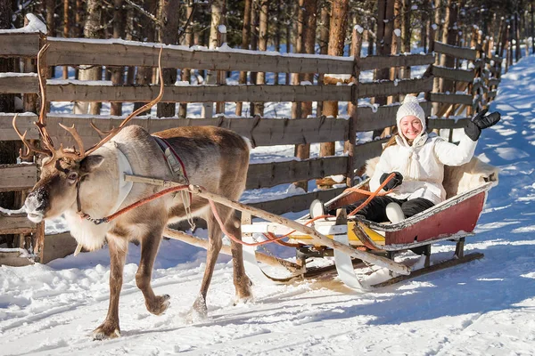 Mujer mientras los renos paseo en trineo en invierno Rovaniemi —  Fotos de Stock