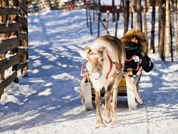 Mujer mientras renos trineo paseo invierno Rovaniemi —  Fotos de Stock