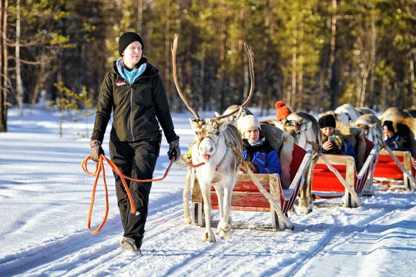 Safári de caravana de trenó de renas com pessoas na floresta — Fotografia de Stock