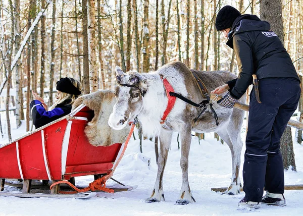 Mulher no trenó tirar fotos de renas no inverno Rovaniemi — Fotografia de Stock