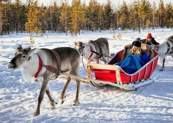 Vrouw op rendieren slee caravan safari in bos Fins Lapland — Stockfoto