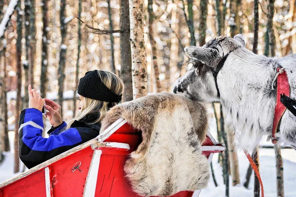Mujer en trineo tomando fotos de renos en invierno Rovaniemi —  Fotos de Stock