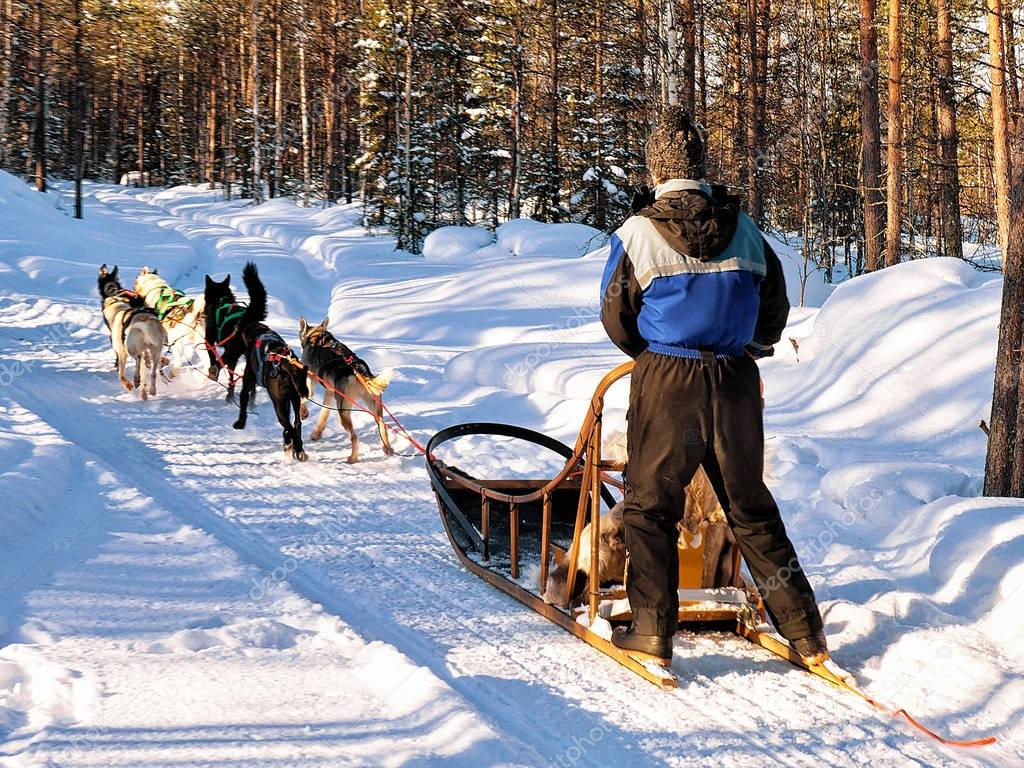 Man on husky sledge in Lapland Finland