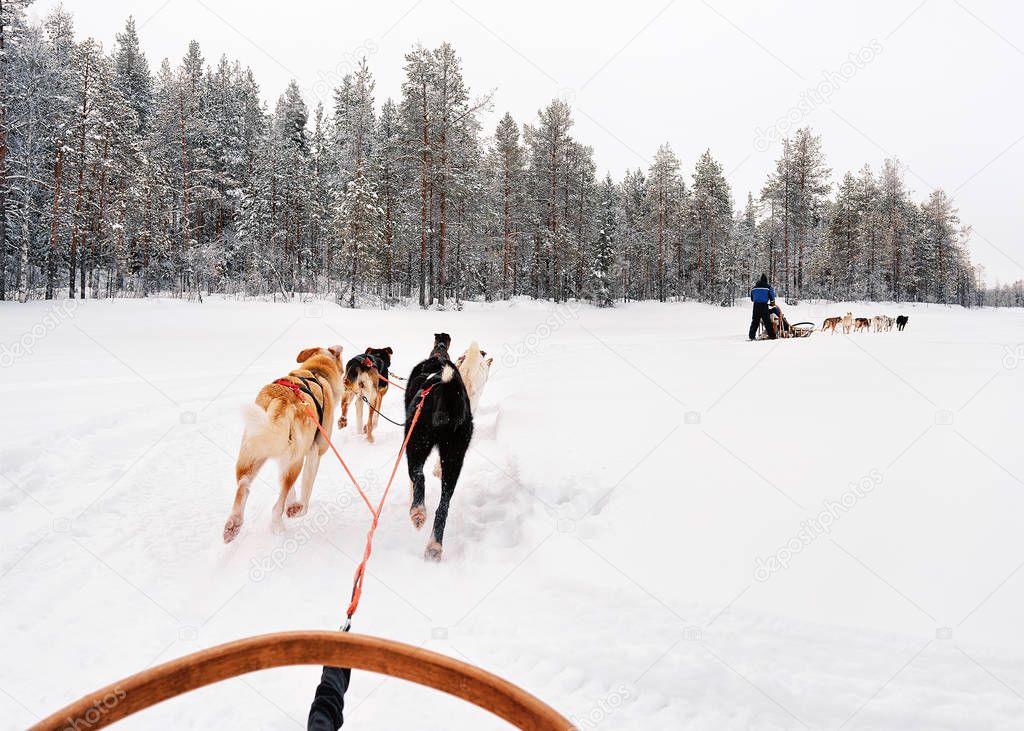 Man on husky sledge in Lapland of Finland